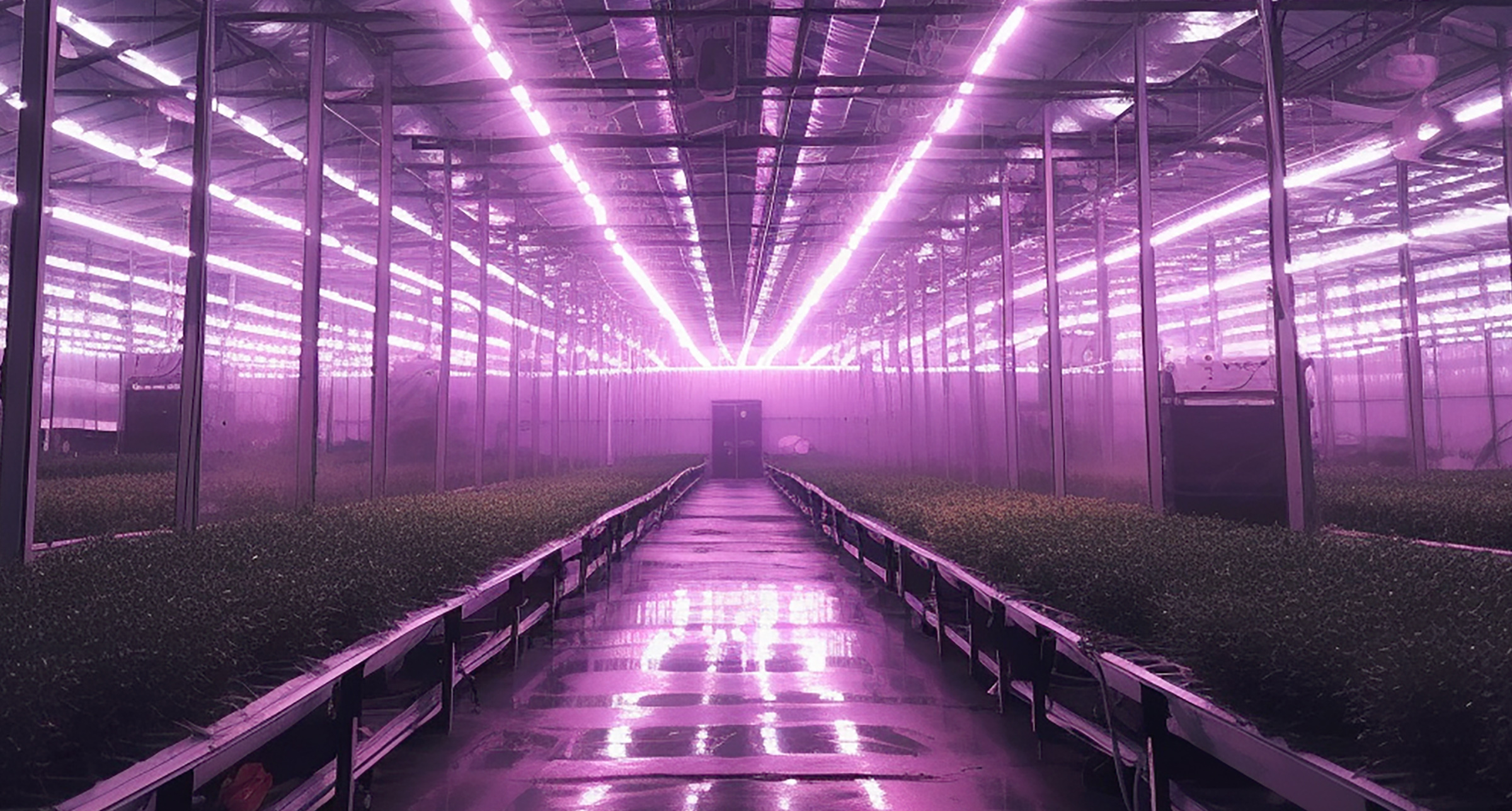 On sunny days, lamps and radiant heaters are burning away green electricity in greenhouses